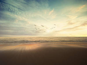 Flock Of Birds Over Sea Nature Wallpaper