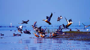 Flock_of_ Birds_ Taking_ Flight_at_ Sanctuary Wallpaper