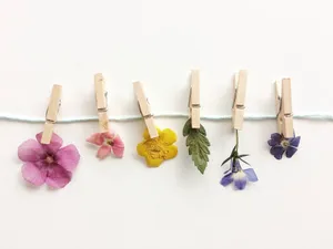 Floral_ Clothespins_ Display Wallpaper