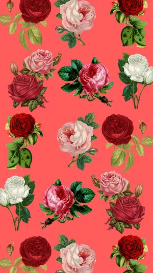 Floral Rose Iphone On Pink Background Wallpaper