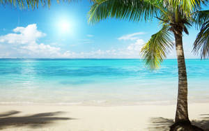 Florida Beach Scenic Tropical Island Wallpaper