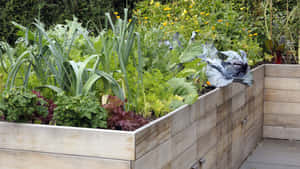 Flourishing Herb Garden In Full Bloom Wallpaper