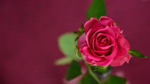 Flower 4k Red Rose Wallpaper