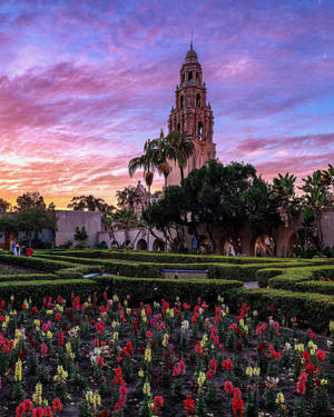 Flower Bed At Balboa Park Wallpaper