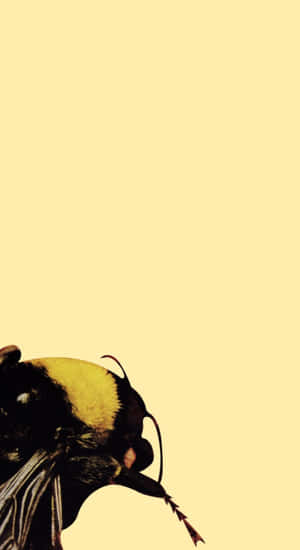 Flower Boy Bumblebee Closeup Wallpaper
