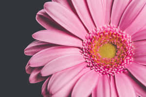 Flower Close-up Barberton Daisy Petals Layers Wallpaper