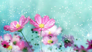 Flower Hd Pink Daisies Wallpaper