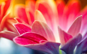 Flower Hd Pink Lilies Wallpaper