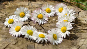 Flower Heart Of White Daisies Wallpaper