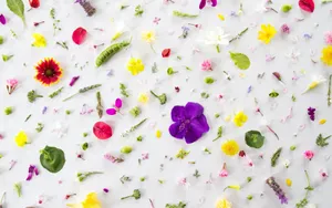 Flower Petals And Leaves Pattern Nice Desktop Wallpaper