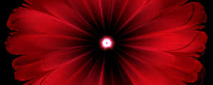 Flower With Glowing Center Red Ultra Wide Hd Wallpaper