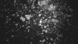 Flowering Tree Black Aesthetic Tumblr Laptop Wallpaper