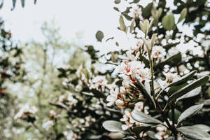 Flowers 4k Elegant White Blooms Wallpaper