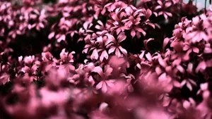 Flowers 4k Pink Monochrome Wallpaper