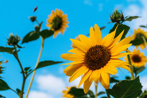 Flowers 4k Sunflowers Wallpaper