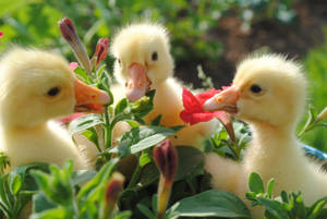 Flowers And Ducks Wallpaper