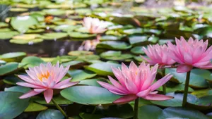 Flowers Nature Pink Lotus Wallpaper