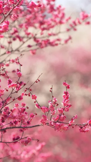 Flowers Nature Pink Spring Blooming Wallpaper