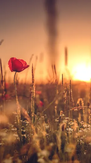 Flowers Nature Red And White Wallpaper