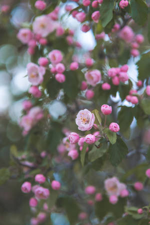 Flowers On Tree Floral Iphone Wallpaper