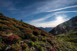 Flowery Mountain Andorra Wallpaper