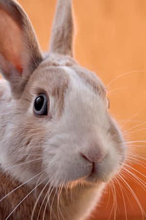 Fluffy Adorable Bunny Rabbits Playing Wallpaper