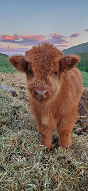 Fluffy Baby Highland Brown Cattle Wallpaper
