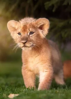 Fluffy Baby Lion Wallpaper