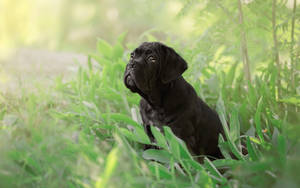 Fluffy Black Cane Corso Wallpaper