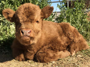 Fluffy Brown Baby Cow Resting.jpg Wallpaper