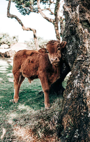 Fluffy Brown Cow Leaningon Tree Wallpaper