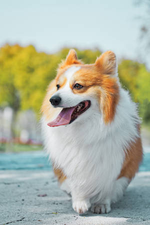 Fluffy Corgi On Road Wallpaper