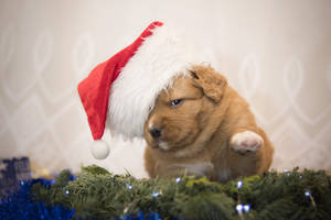 Fluffy Cute Santa Puppy Wallpaper