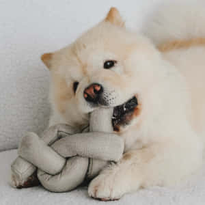 Fluffy Dog Chewing Toy Wallpaper