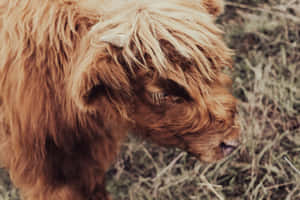 Fluffy Highland Cow Portrait Wallpaper