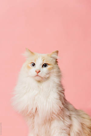 Fluffy Pink Cat Wallpaper