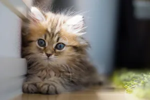 Fluffy Tabby Kitten Wallpaper