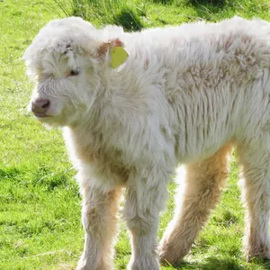 Fluffy White Baby Cowin Grass.jpg Wallpaper