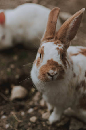 Fluffy White & Brown Rabbit Wallpaper