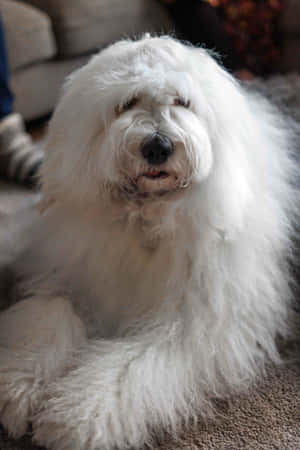 Fluffy_ White_ Shaggy_ Dog_ Portrait Wallpaper