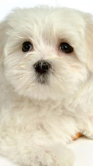 Fluffy White Shaggy Dog Puppy Wallpaper