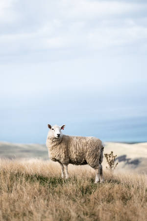 Fluffy White Sheep On Field Wallpaper