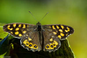 Fluttering Closer - A Bright Yellow Butterfly Wallpaper