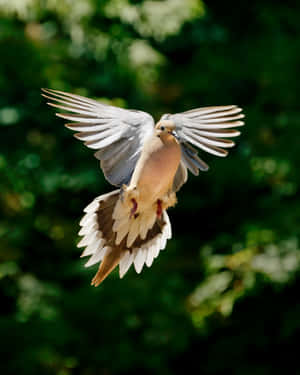 Fly High And Reach New Horizons With Dove Wings Wallpaper