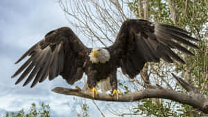 Fly High In American Eagle Wallpaper