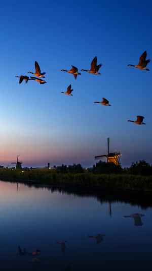 Flying Bird Wild Ducks Wallpaper