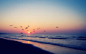 Flying Birds Beach Aesthetic Tumblr Wallpaper