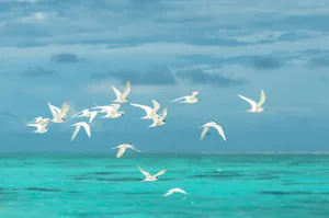 Flying Birds In The Ocean Wallpaper