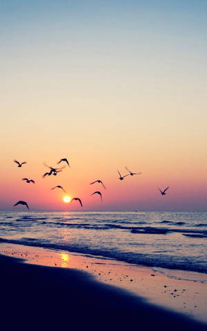 Flying Birds On Beach During Sunset Wallpaper
