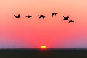 Flying Birds Over A Sunset Wallpaper